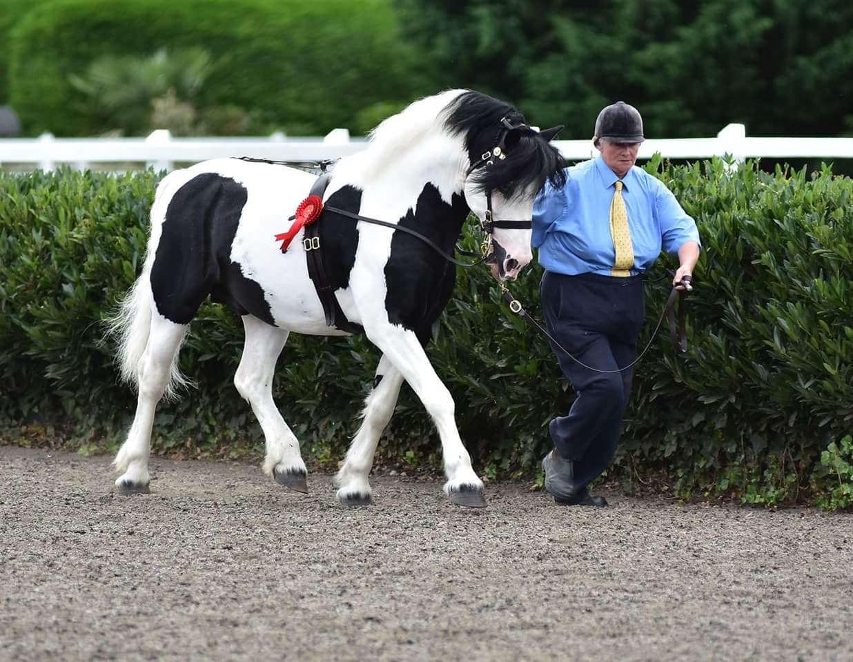 Drenrow Willy Wonka - Welsh Stallion